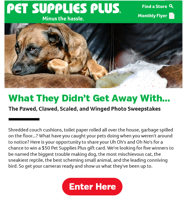 eCommerce for Pet Stores