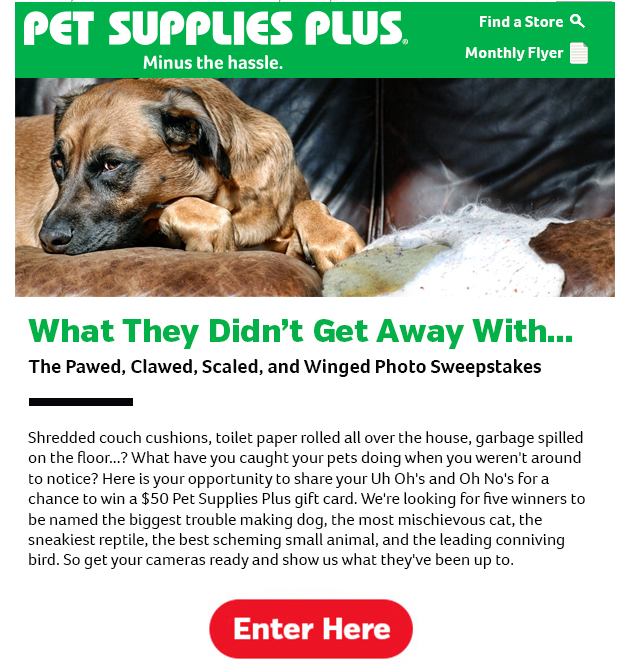 Pet Supplies Plus lead nurture email example with a contest for pet owners